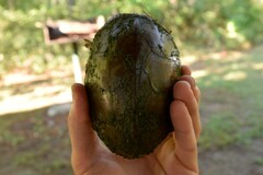 Sternotherus carinatus