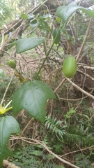 Passiflora herbertiana