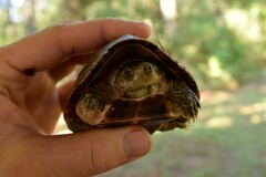 Sternotherus carinatus