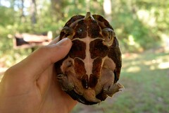 Sternotherus carinatus