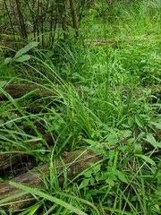 Carex lupulina
