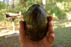Sternotherus carinatus