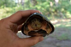 Sternotherus carinatus