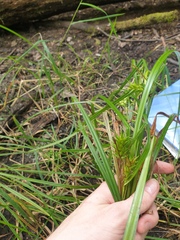 Carex lupulina