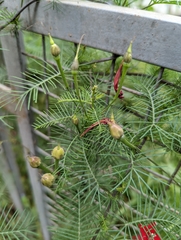 Ipomoea quamoclit