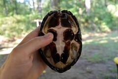 Sternotherus carinatus