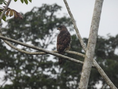 Dryotriorchis spectabilis