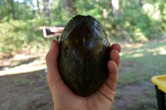 Sternotherus carinatus