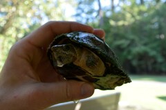 Sternotherus carinatus