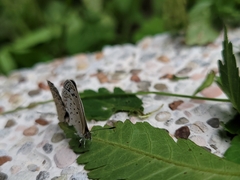 Pseudozizeeria maha okinawana