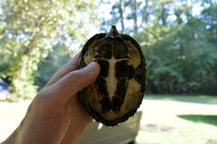 Sternotherus carinatus