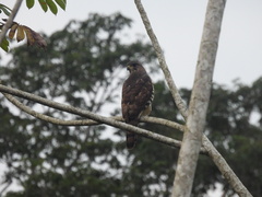 Dryotriorchis spectabilis