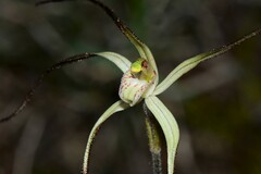 Caladenia capillata