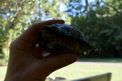 Sternotherus carinatus