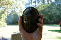 Sternotherus carinatus
