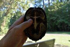 Sternotherus carinatus