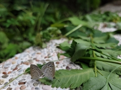 Pseudozizeeria maha okinawana