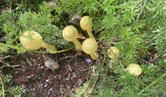 Leucocoprinus birnbaumii image
