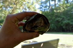 Sternotherus carinatus