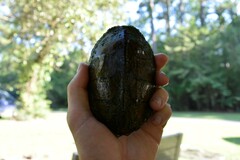 Sternotherus carinatus