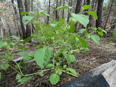 Physalis neomexicana