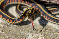 Thamnophis sirtalis concinnus