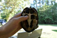 Sternotherus carinatus