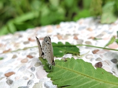 Pseudozizeeria maha okinawana