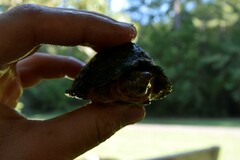 Sternotherus carinatus