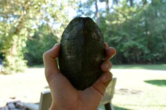 Sternotherus carinatus
