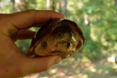 Sternotherus carinatus