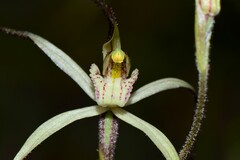 Caladenia capillata