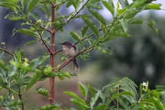 Prinia sylvatica