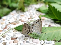 Pseudozizeeria maha okinawana