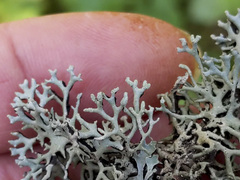 Hypogymnia tubulosa