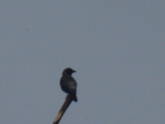 Nigrita luteifrons