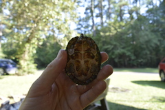 Sternotherus carinatus