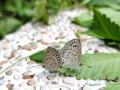 Pseudozizeeria maha okinawana