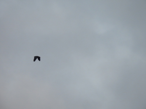 Gray Parrot