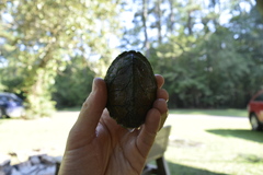 Sternotherus carinatus