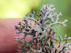 Hypogymnia tubulosa