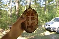 Sternotherus carinatus