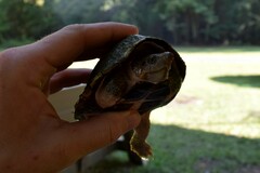 Sternotherus carinatus