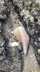 Pinnidae