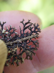 Hypogymnia tubulosa
