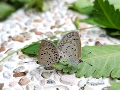 Pseudozizeeria maha okinawana