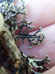 Hypogymnia tubulosa