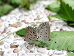 Pseudozizeeria maha okinawana