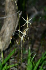 Caladenia capillata