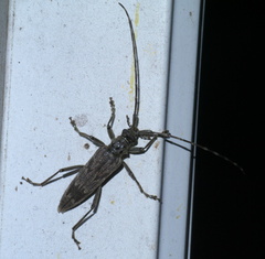 Elytrimitatrix undata